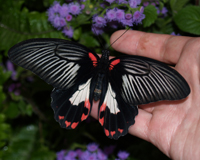 Papilio rumanzovia - отличная бабочка для подарка в объемном конверте.